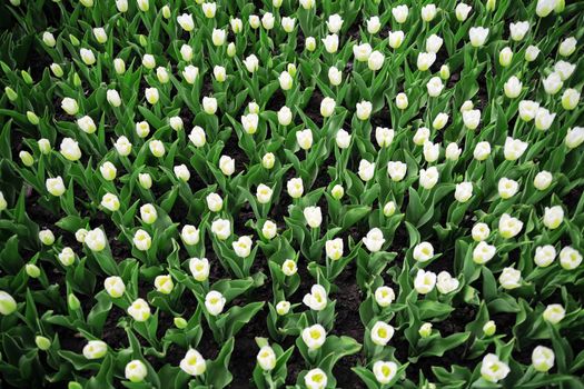 flower bed with young fresh and white tulips