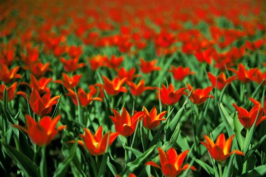 beautiful red tulips on summer field