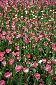 beautiful field with red summer flowers