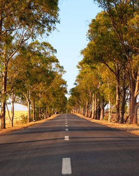 Deserted straight tree-lined tarred road with central markings disappearing in to the distance