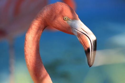Flamingo against water background