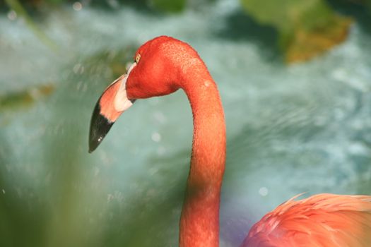 Flamingo against water background