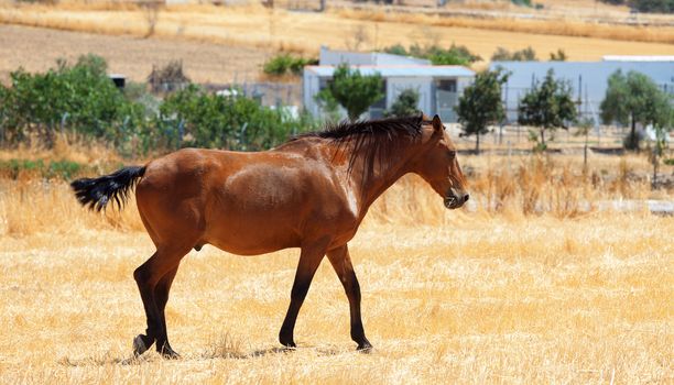 Horse with a well groomed and trimmed tail walking through a rural pasture with farm buildings visible in the distance