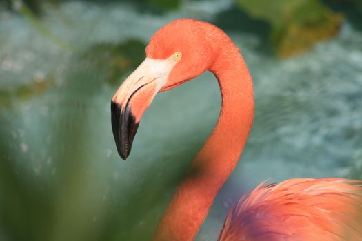 Flamingo against water background