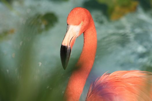 Flamingo against water background