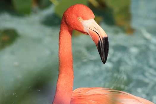 Flamingo against water background