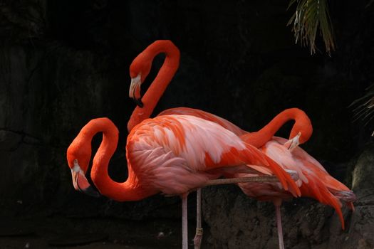 Flamingos against rock background