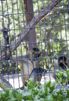 Portrait of spider monkeys in a cage