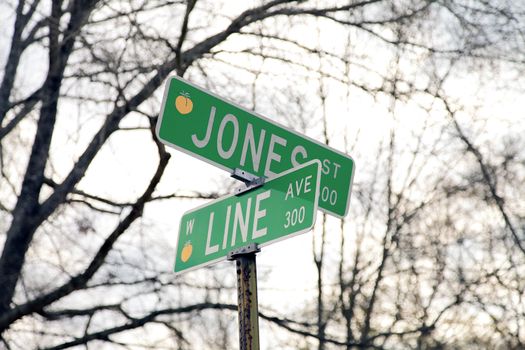 Two green street signs with tree branches in the backround