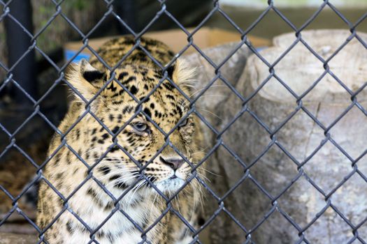 Jaguar behind a fence