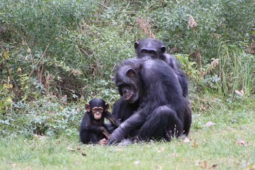 Chimp family in grassy habitat