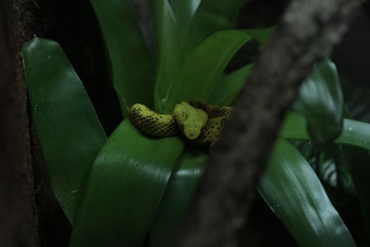 Eyelash viper on palm leaves