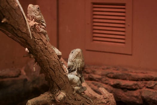 Iguanas in a zoo habitat