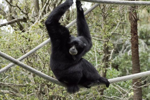 Siamang at Audubon Zoo in New Orleans