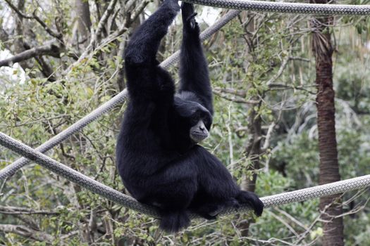 Siamang at Audubon Zoo in New Orleans