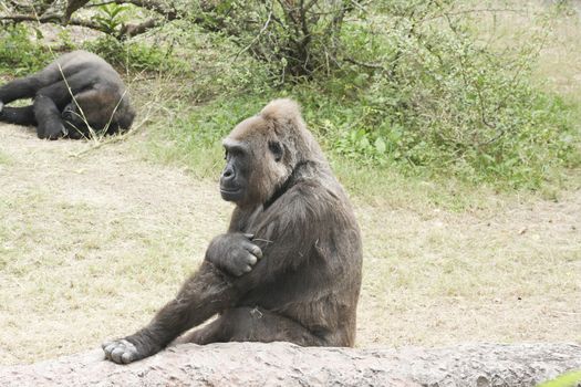 Two western lowland gorillas in their habitat