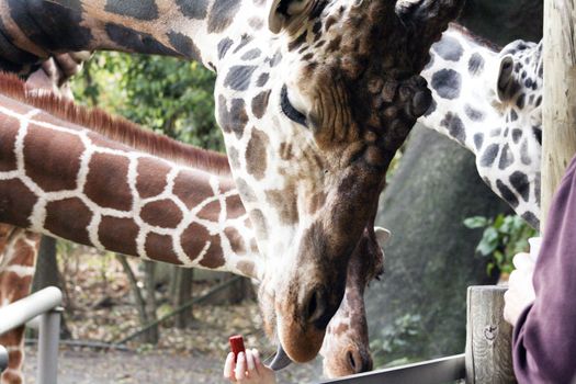 Tightly cropped profile of giraffe taking treat from zoo patrons, with other giraffes in the background