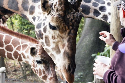 Tightly cropped profile of giraffe taking treat from zoo patrons, with other giraffes in the background