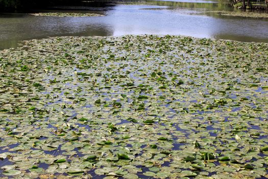 a natural river with its water lilies surrounded by trees