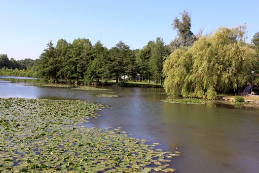 a natural river with its water lilies surrounded by trees and ride a bridge