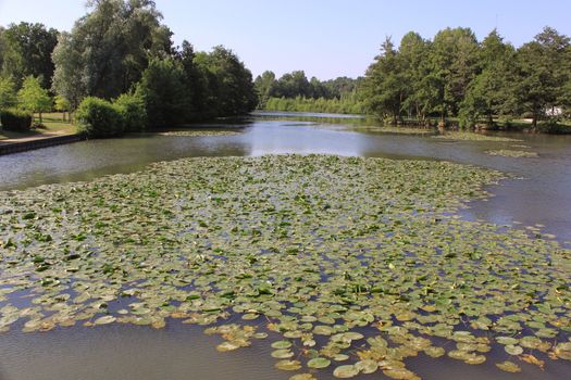 a natural river with its water lilies surrounded by trees