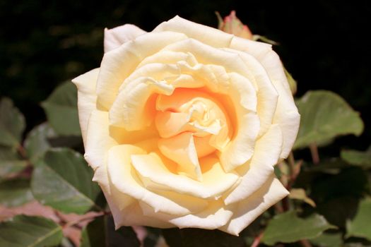 Macro of a yellow rose with a blurred background