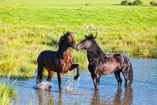 Two beautiful horses stand in the mountain lake