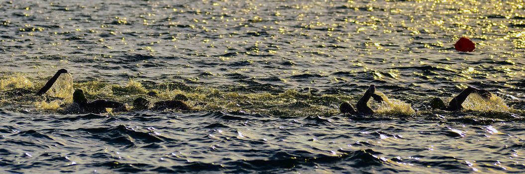 athletics swiming college competition on lake early morning