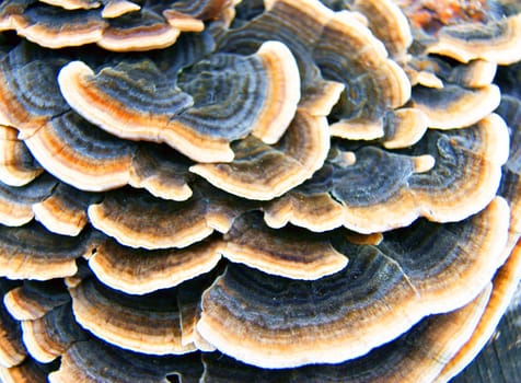 Wild mushroom on tree birch.Mushroom parasite on tree