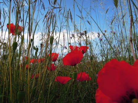 Red Poppies in a flower meadow on the Greek Island of Kefalonia.