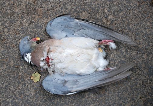 Wood pigeon killed by a car is spreadeagled in the road