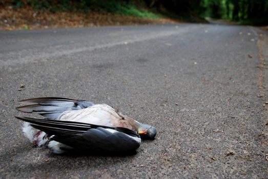 Wood pigeon lies dead in a country lane