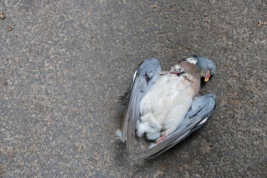 Road kill - a wood pigeon - lies in the road