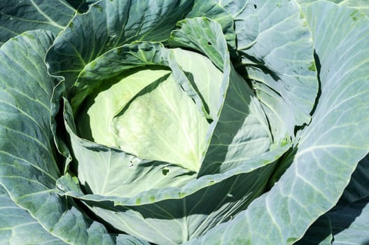 Cabbage in the patch