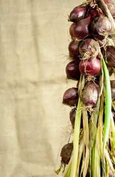 Drying Red Onions strung 