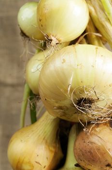 Drying white Onions stung up
