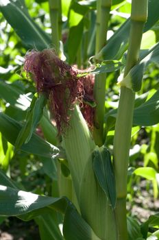 Ear of Corn on a stock