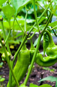 Green Sweet Peppers on the vine