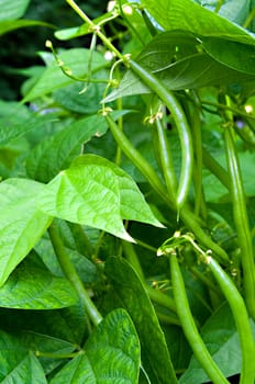 Green Beans on the vine