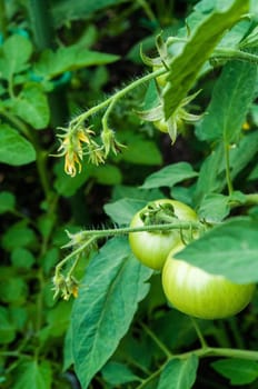 Green Tomatoes and flowers on the vine