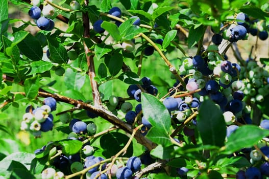 High Bush Blueberries