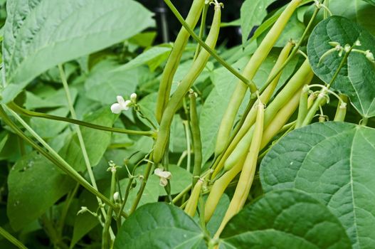 Yellow Beans on the vine
