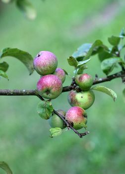 Organically grown apples close to harvest time