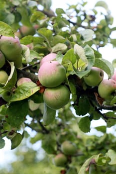 Organically grown apples close to harvest time