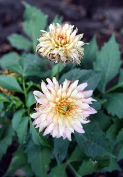 Cactus dahlia, flower blooming and withering