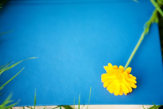 flower on the book on the grass