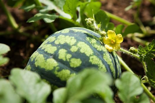 watermelon with flower