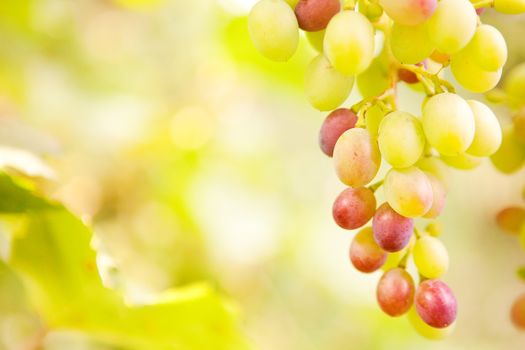 background with small grapes 