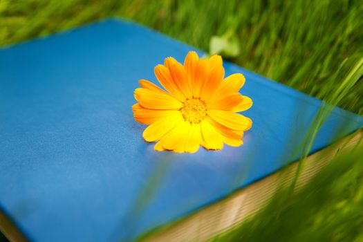 flower on the book on the grass