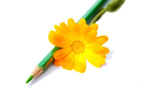flower with green pencil